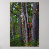 Ivy Rojo en Poster de árbol