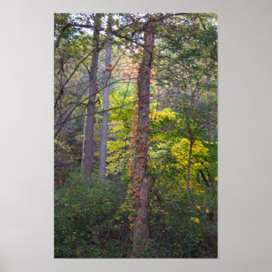 Póster Ivy Rojo en Poster de árbol