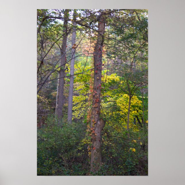 Póster Ivy Rojo en Poster de árbol (Frente)