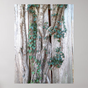 Póster Ivy & Vines en el Poster de la cerca de madera