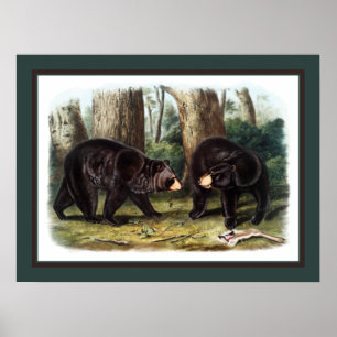 Póster J.W. Audubon - Ursus Americanus (Oso Negro)