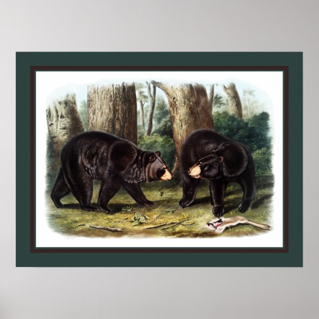 Póster J.W. Audubon - Ursus Americanus (Oso Negro) (Frente)