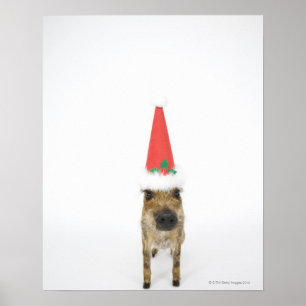 Póster Jabalí con el gorra del navidad