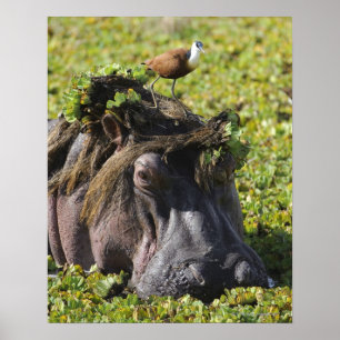 Póster Jacana sobre Hippo's (Hippopótamo)
