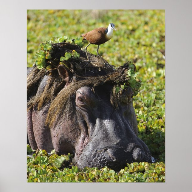 Póster Jacana sobre Hippo's (Hippopótamo) (Frente)