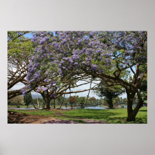 Póster Jacaranda en flor