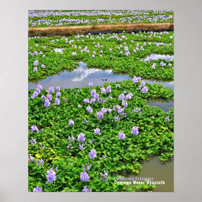 Póster Jacinto de agua (Frente)