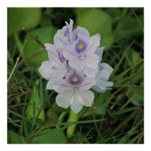 Póster Jacinto de Agua en Flor - Flor Acuática Tropical