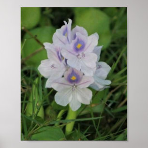 Póster Jacinto de Agua en Flor - Flor Acuática Tropical