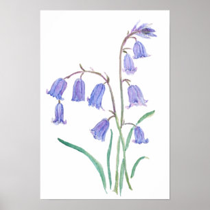 Póster jacintos flores acuarela flores