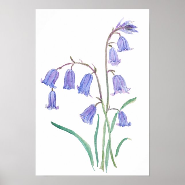 Póster jacintos flores   acuarela flores  (Frente)