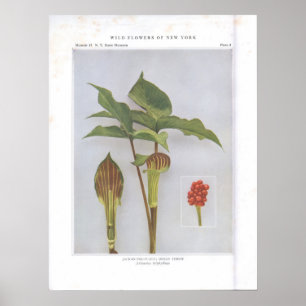 Póster Jack-in-the-Pulpit; Turnip indio