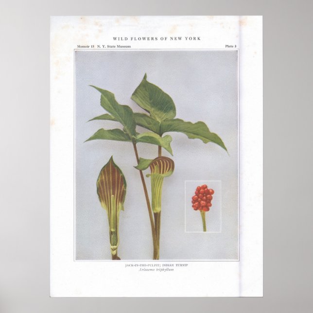 Póster Jack-in-the-Pulpit; Turnip indio (Frente)