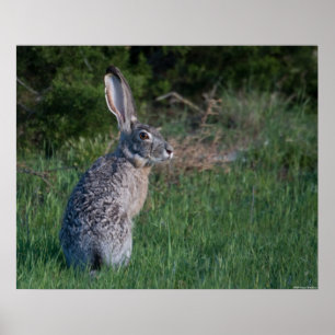 Póster Jack Rabbit