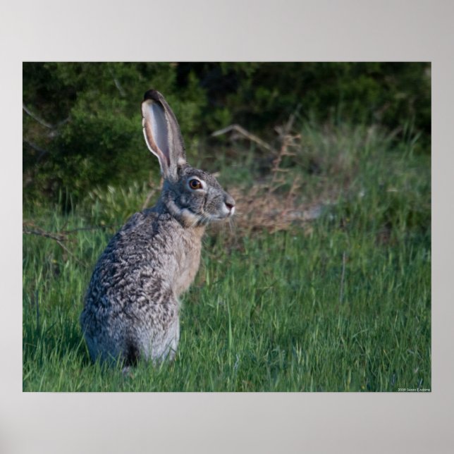 Póster Jack Rabbit (Frente)