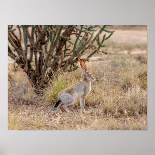 Póster Jack Rabbit Cactus Santa Fe New Mexico Poster (Frente)