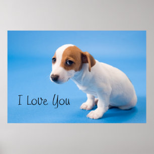Póster Jack Russell Puppy