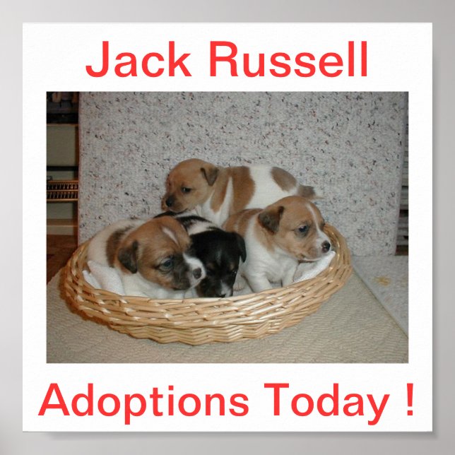 Póster Jack Russell Terrier Adoptions Today Rótulo (Frente)