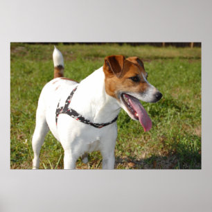 Póster Jack Russell Terrier Poster