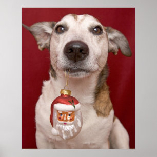 Póster Jack Russell Terrier que sostiene el ornamento del