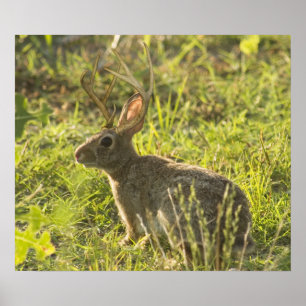 Póster Jackalope 1