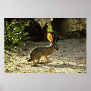 Póster Jackalope occidental