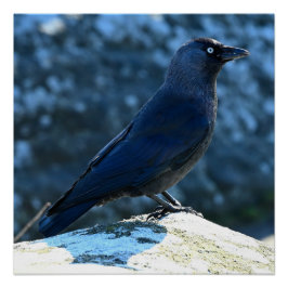 Póster Jackdaw