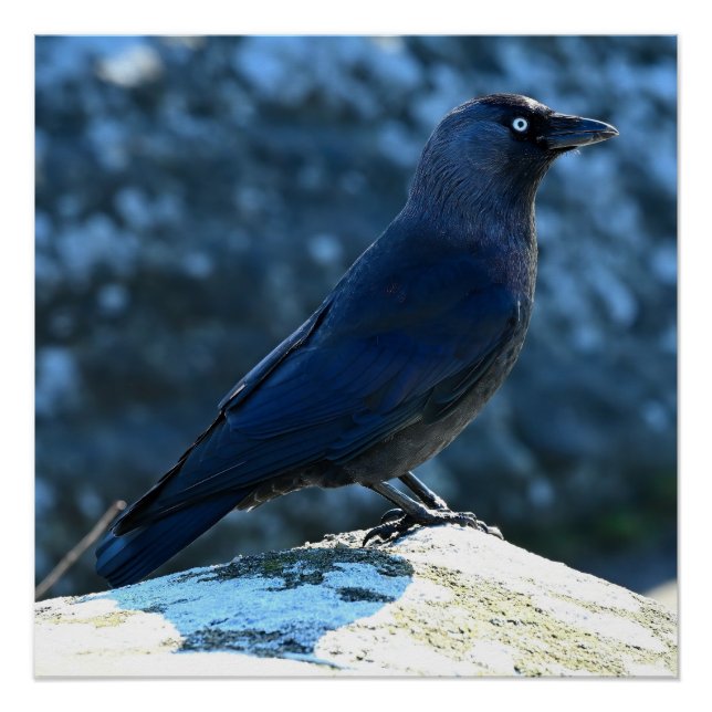 Póster Jackdaw (Anverso)