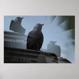 Póster Jackdaw Poster
