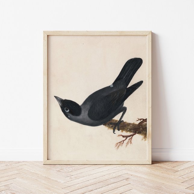 Póster Jackdaw | William Lewin (Subido por el creador)