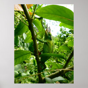 Póster Jackson Chameleon