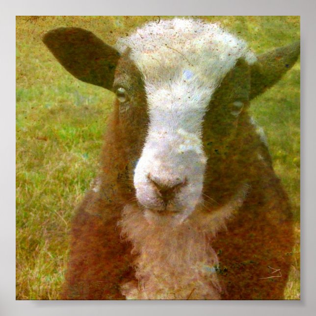 Póster Jacob Lamb (Frente)