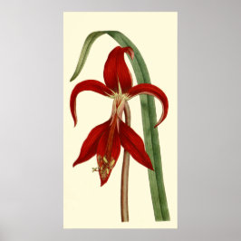 Póster Jacobbaean Amaryllis