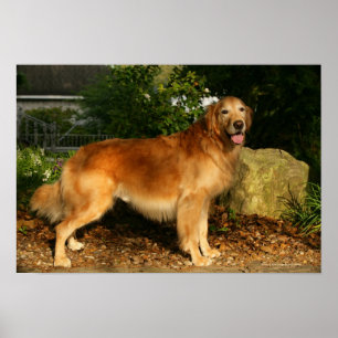 Póster Jadeo del golden retriever