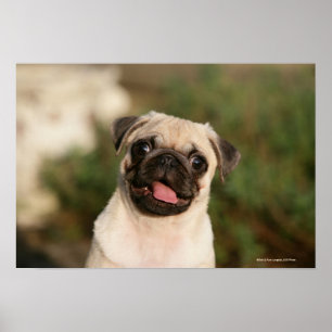 Póster Jadeo del perrito del barro amasado del cervatillo