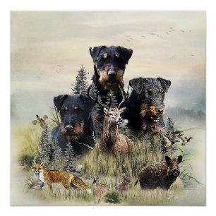 Póster Jagdterriers c. Renbrad Kennel