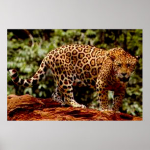 Póster Jaguar