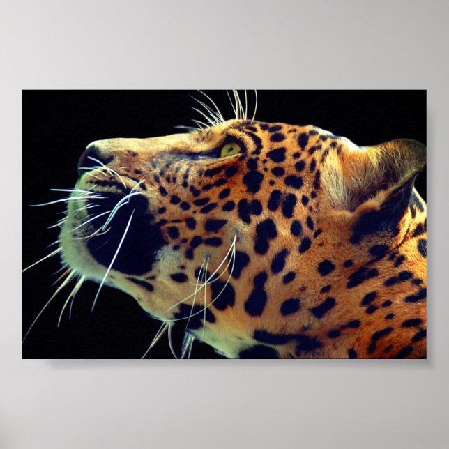 Póster Jaguar (Frente)
