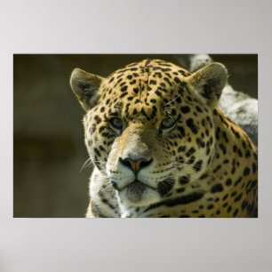 Póster Jaguar
