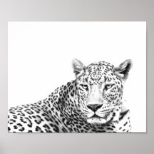 Jaguar blanco y negro moderno de 10 x 8 pulgadas