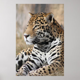Póster Jaguar Classic Poster -40x60 -other sizes also