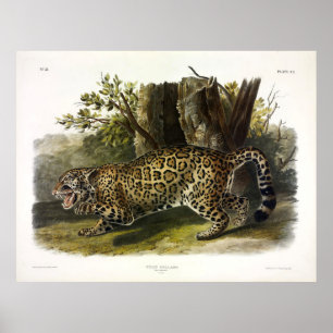 Póster Jaguar (Felis Onca) (Panthera onca) de Audubon