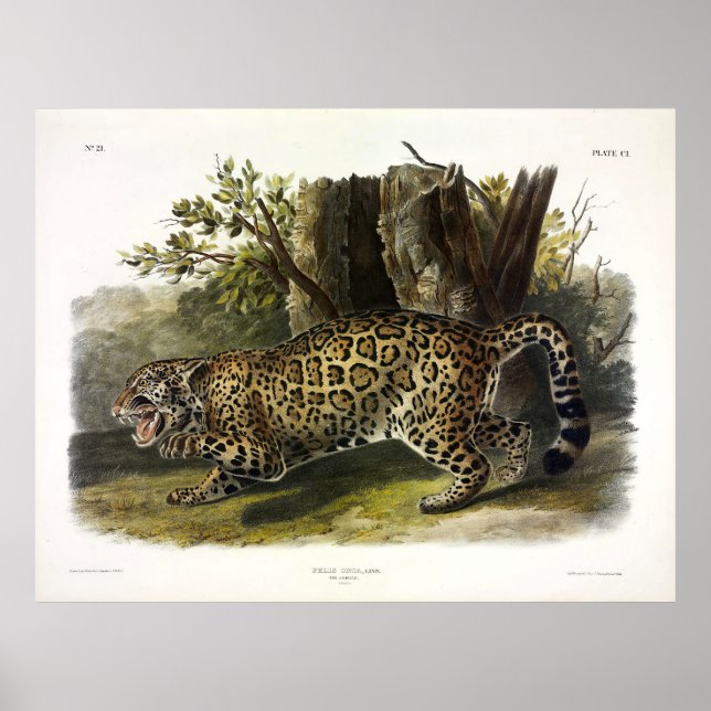Póster Jaguar (Felis Onca) (Panthera onca) de Audubon (Frente)