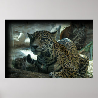 PÓSTER JAGUAR - MADRE PROTECTORA Y KITTEN