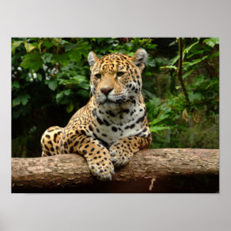 Póster Jaguar on a log Poster