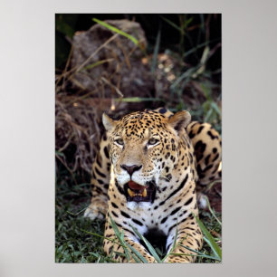 Póster Jaguar (onca del Panthera)