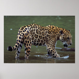 Póster Jaguar (onca del Panthera) en el río fangoso