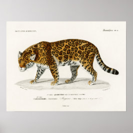 Póster Jaguar Panthera Onca Charles D'Orbigny