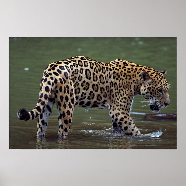 Póster Jaguar (Panthera onca) en río fangoso (Frente)