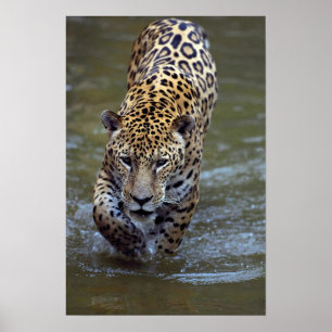 Póster Jaguar (Panthera onca) en río fangoso